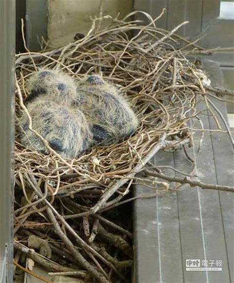 有鳥築巢|【家裡有鳥築巢】鳥巢報喜！1個跡象代表家宅運勢大。